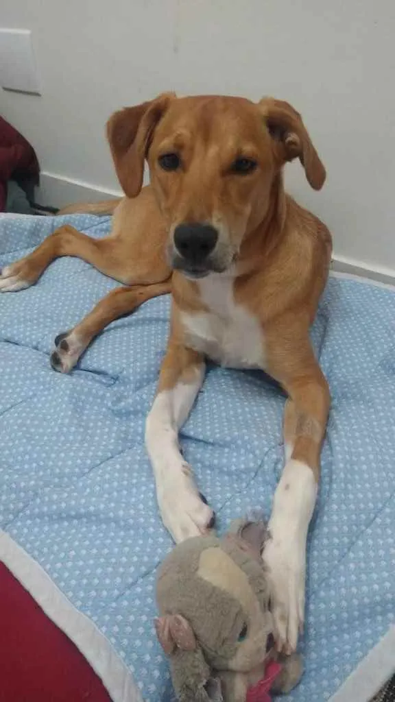 Cachorro ra a Sem raça definida  idade 7 a 11 meses nome Thor