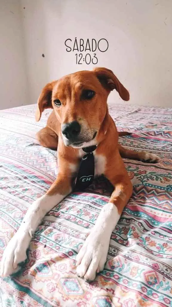 Cachorro ra a Sem raça definida  idade 7 a 11 meses nome Thor