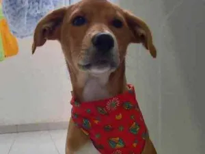 Cachorro raça Sem raça definida  idade 7 a 11 meses nome Thor