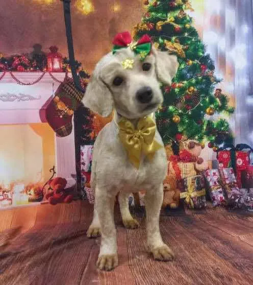 Cachorro ra a Poodle idade 1 ano nome Lili