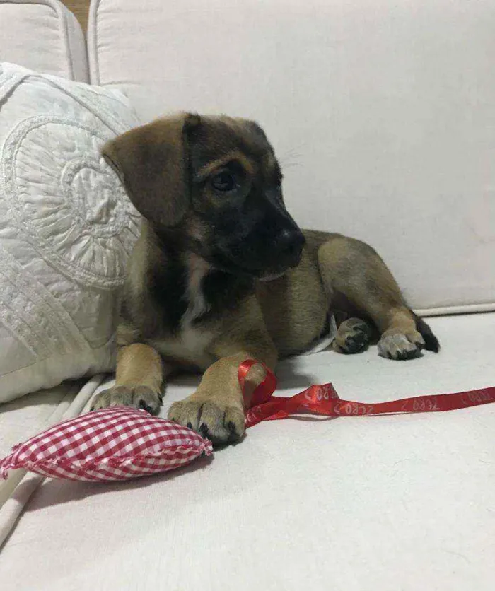 Cachorro raça SRD idade 2 a 6 meses nome LINDA E BELINHA