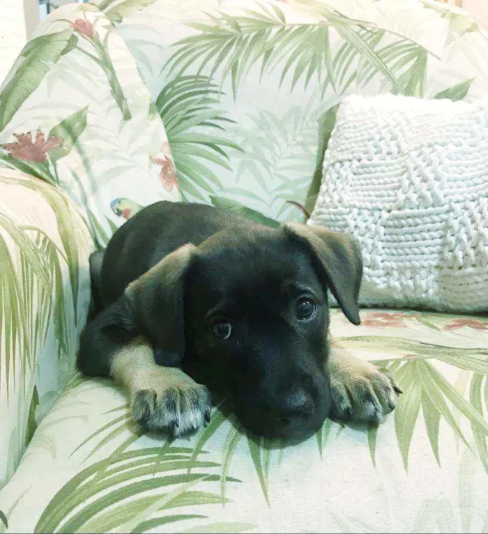 Cachorro raça SRD idade 2 a 6 meses nome LINDA E BELINHA