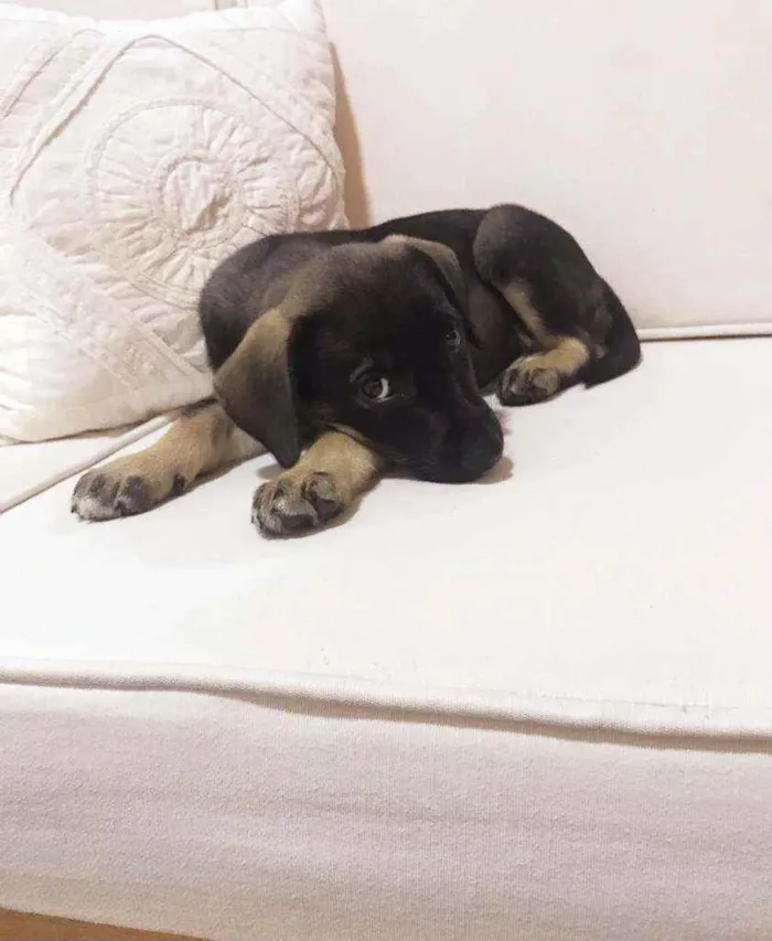 Cachorro raça SRD idade 2 a 6 meses nome LINDA E BELINHA