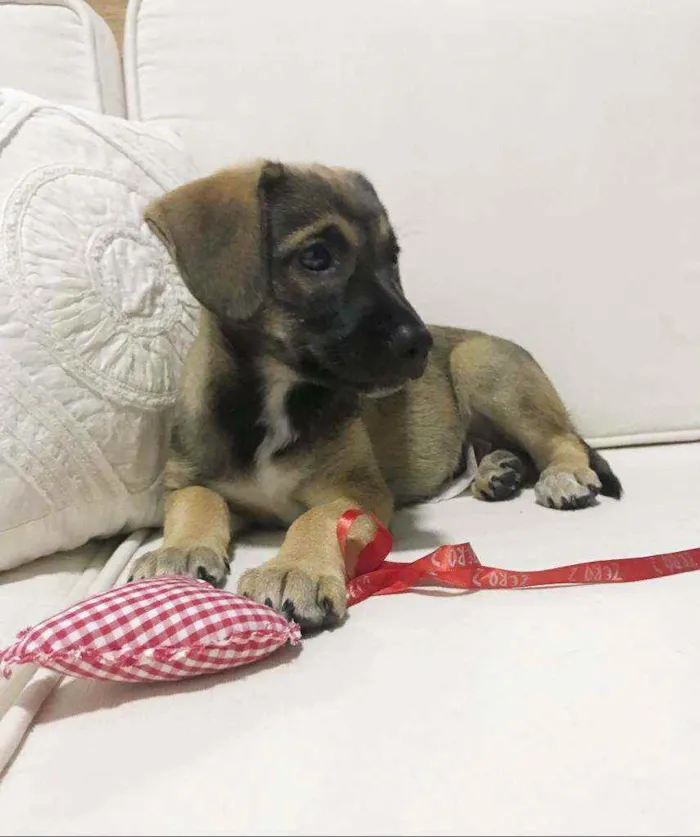 Cachorro raça SRD idade 2 a 6 meses nome LINDA E BELINHA