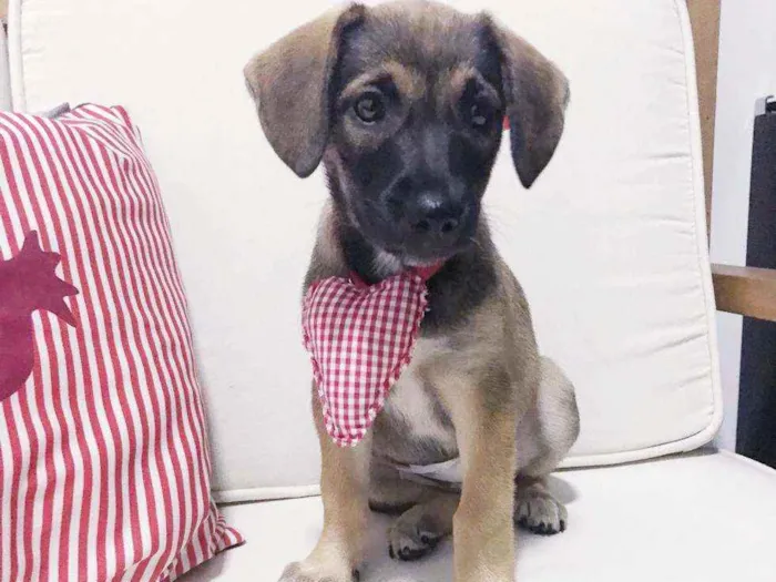 Cachorro raça SRD idade 2 a 6 meses nome LINDA E BELINHA