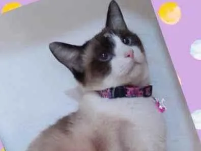 Gato raça SRD  idade 2 anos nome Jessie 