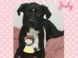 Cachorro raça SRD  idade 7 a 11 meses nome Judy 