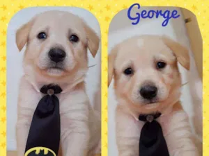 Cachorro raça SRD  idade 2 a 6 meses nome George 