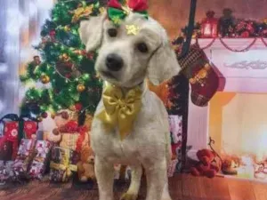 Cachorro raça Poodle idade 1 ano nome Lili
