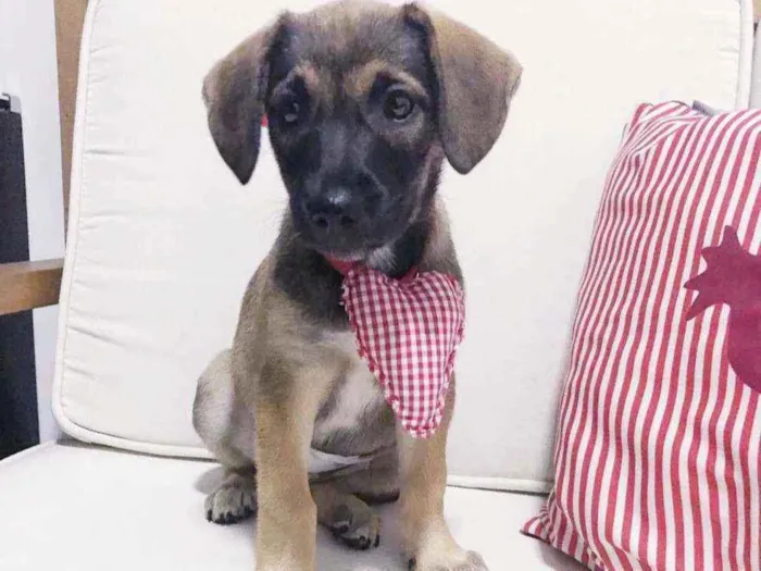 Cachorro raça SRD idade 2 a 6 meses nome LINDA E BELINHA