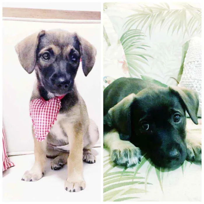 Cachorro raça SRD idade 2 a 6 meses nome LINDA E BELINHA