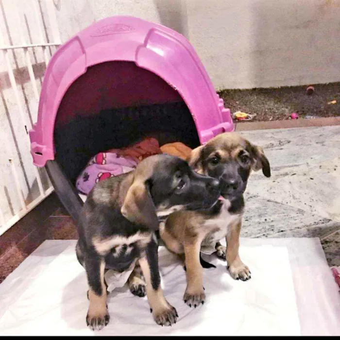 Cachorro raça SRD idade 2 a 6 meses nome LINDA E BELINHA