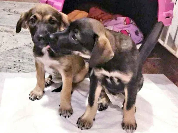 Cachorro raça SRD idade 2 a 6 meses nome LINDA E BELINHA