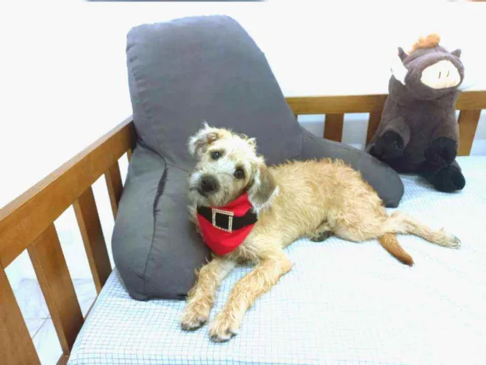 Cachorro raça MESTIÇA DE POODLE idade 2 a 6 meses nome CHICA