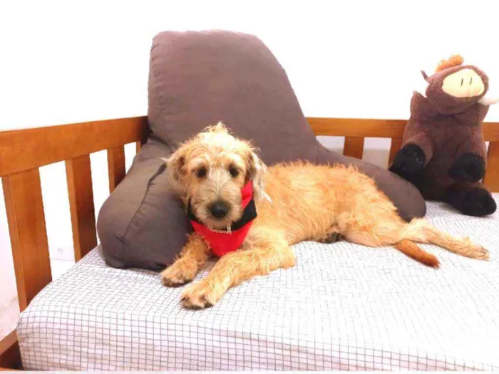 Cachorro raça MESTIÇA DE POODLE idade 2 a 6 meses nome CHICA