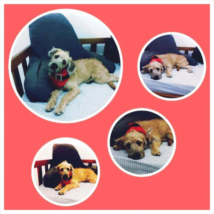 Cachorro raça MESTIÇA DE POODLE idade 2 a 6 meses nome CHICA