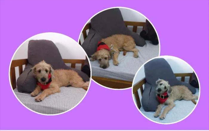 Cachorro raça MESTIÇA DE POODLE idade 2 a 6 meses nome CHICA