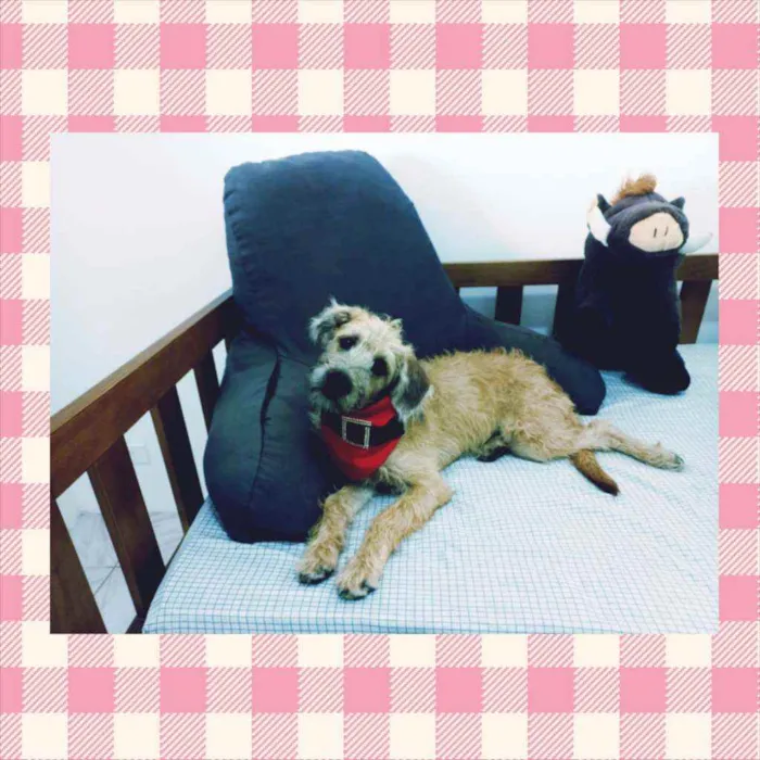 Cachorro raça MESTIÇA DE POODLE idade 2 a 6 meses nome CHICA