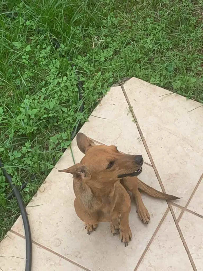 Cachorro ra a Sem raça definida idade 2 anos nome Sky