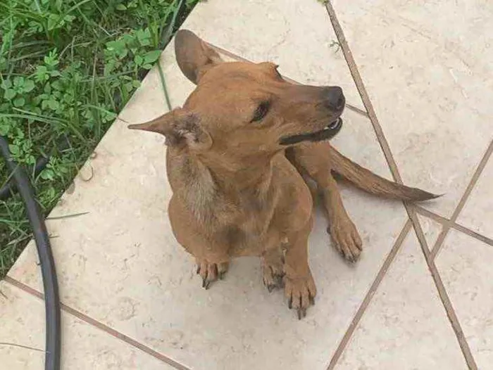 Cachorro ra a Sem raça definida idade 2 anos nome Sky