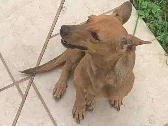 Cachorro ra a Sem raça definida idade 2 anos nome Sky