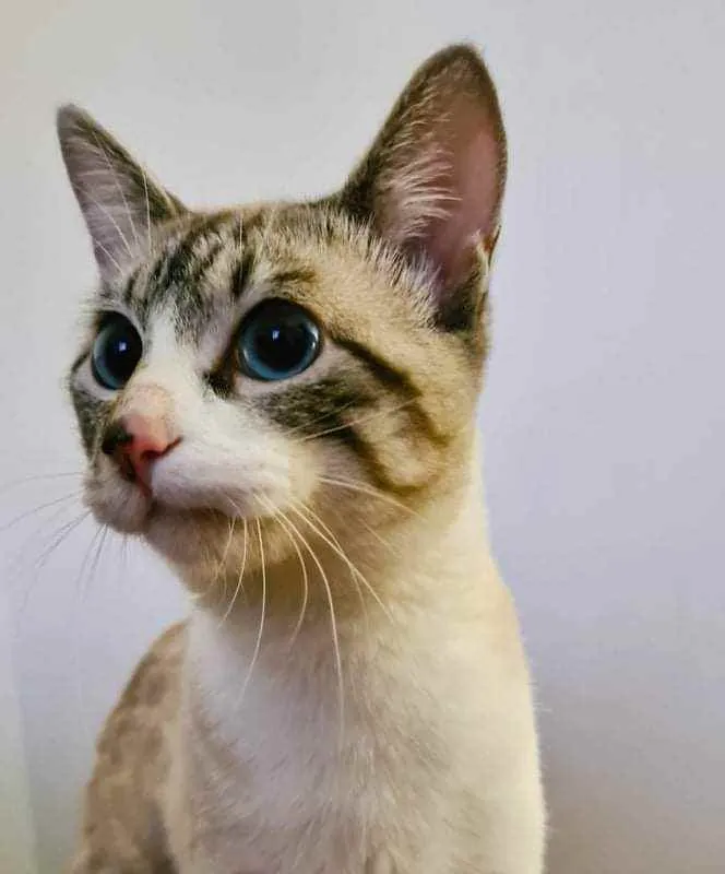 Gato ra a SRD idade 1 ano nome Ferdinando