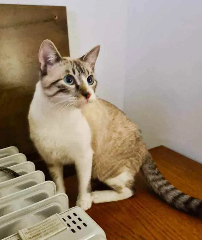 Gato ra a SRD idade 1 ano nome Ferdinando