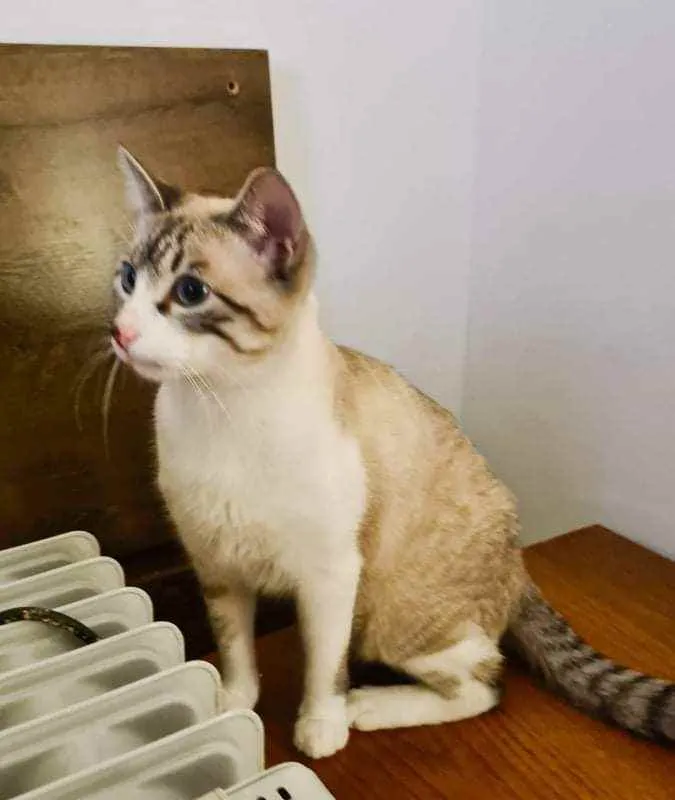 Gato ra a SRD idade 1 ano nome Ferdinando