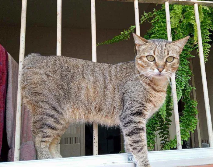 Gato ra a SRD idade 1 ano nome Helena