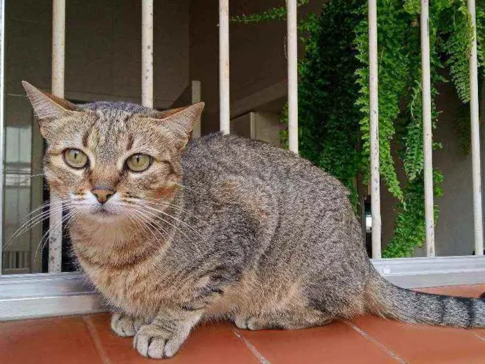 Gato ra a SRD idade 1 ano nome Helena