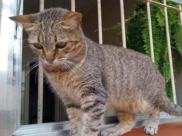 Gato ra a SRD idade 1 ano nome Helena