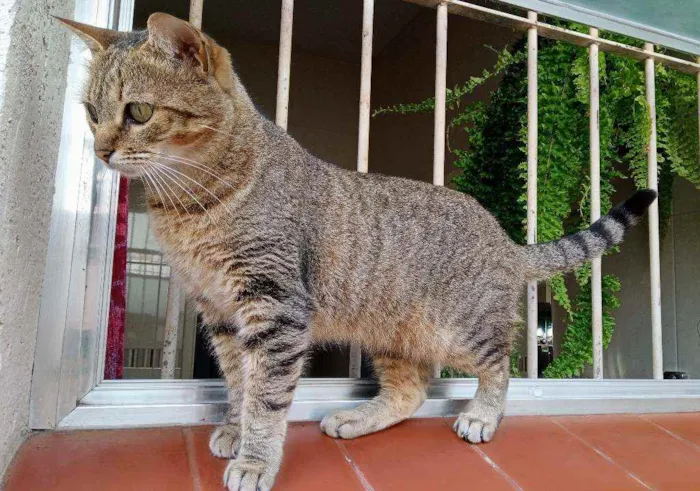 Gato ra a SRD idade 1 ano nome Helena