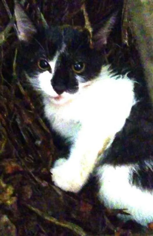Gato ra a mestiça idade 2 a 6 meses nome Stella
