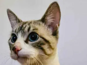 Gato raça SRD idade 1 ano nome Ferdinando