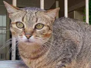 Gato raça SRD idade 1 ano nome Helena