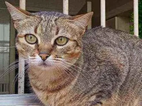 Gato ra a SRD idade 1 ano nome Helena