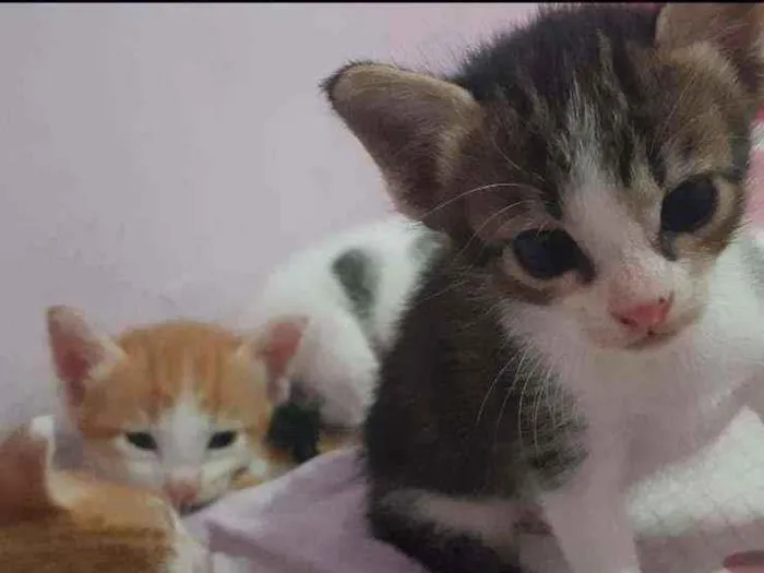 Gato ra a  idade Abaixo de 2 meses nome Pantera Negra