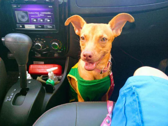 Cachorro raça Vira lata  idade 1 ano nome Mel