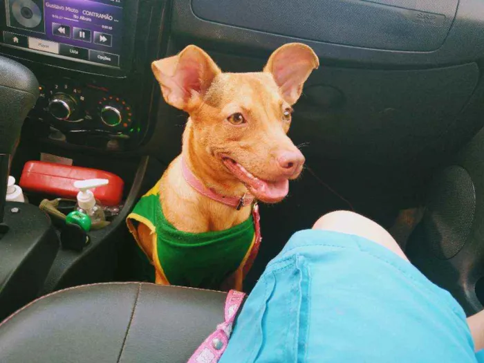 Cachorro raça Vira lata  idade 1 ano nome Mel