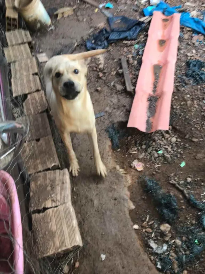 Cachorro raça SRD idade 7 a 11 meses nome Sushi