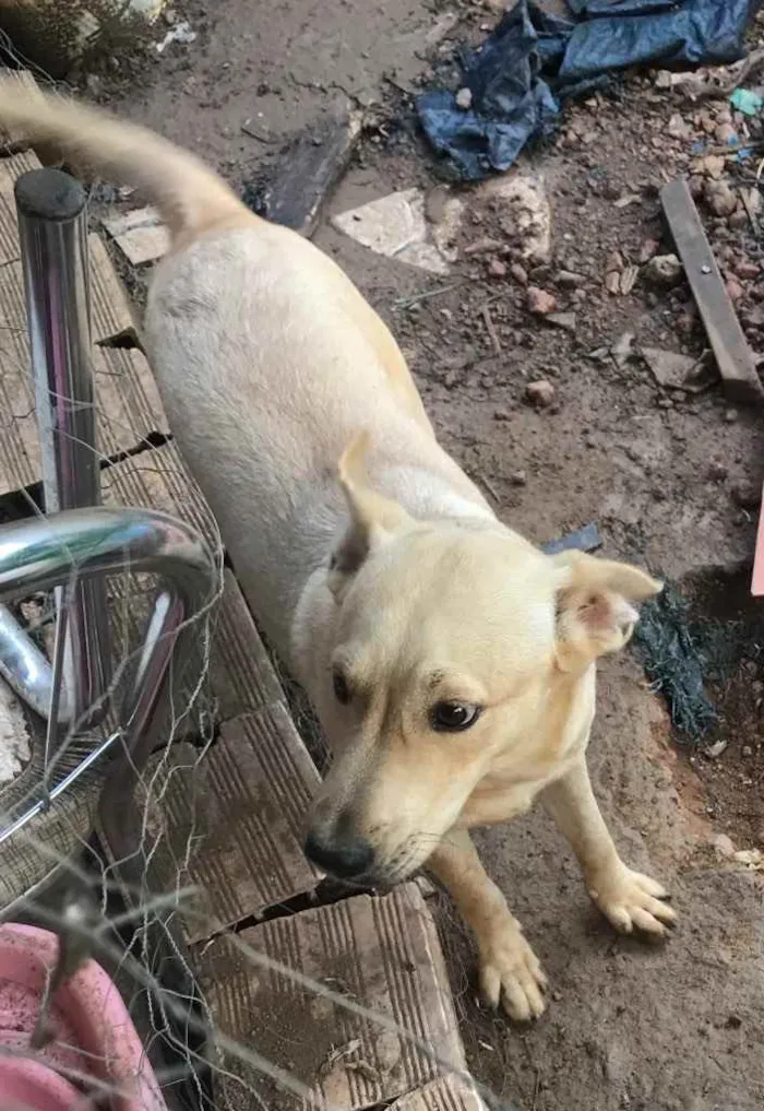 Cachorro raça SRD idade 7 a 11 meses nome Sushi