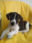 Cachorro raça SRD  idade 2 a 6 meses nome Sem Nome 