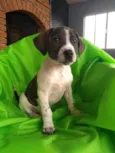 Cachorro raça SRD  idade 2 a 6 meses nome Sem Nome 