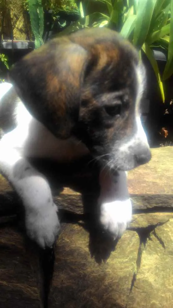 Cachorro raça SRD  idade 2 a 6 meses nome Sem Nome 