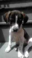 Cachorro raça SRD  idade 2 a 6 meses nome Sem Nome 