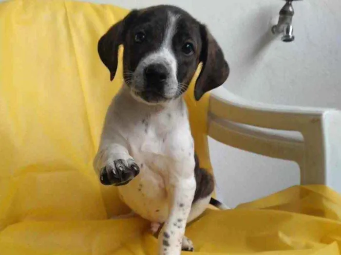 Cachorro raça SRD  idade 2 a 6 meses nome Sem Nome 