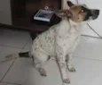 Cachorro raça SRD idade 7 a 11 meses nome Luna