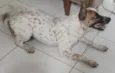 Cachorro raça SRD idade 7 a 11 meses nome Luna