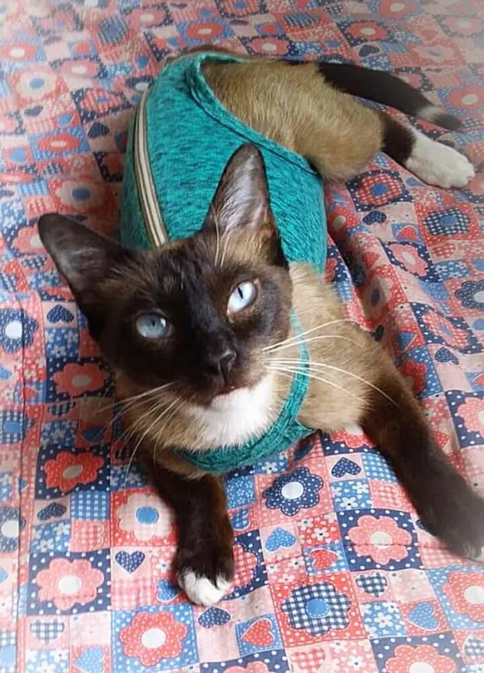 Gato ra a srd idade 2 anos nome Lucille