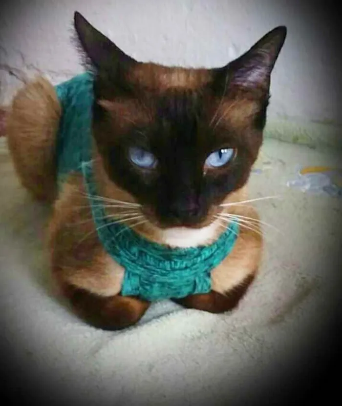 Gato ra a srd idade 2 anos nome Lucille